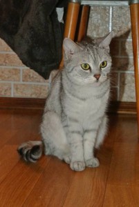 Ищу хозяев двум молоденьким кошечкам умерла хозяйка  - DSC_9812.JPG