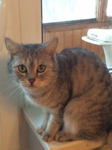 Ищу хозяев двум молоденьким кошечкам умерла хозяйка  - IMG_1609.JPG