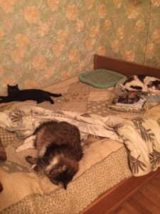 Ищу хозяев двум молоденьким кошечкам умерла хозяйка  - IMG_2262.JPG