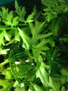 Отдам в добрые руки: рыжие гуппи и живые растения - IMG_2587[1].JPG