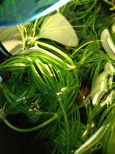 Отдам в добрые руки: рыжие гуппи и живые растения - IMG_2588[1].JPG