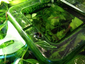 Отдам в добрые руки: рыжие гуппи и живые растения - IMG_2598[1].JPG