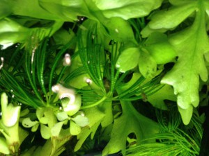 Отдам в добрые руки: рыжие гуппи и живые растения - IMG_2600[1].JPG