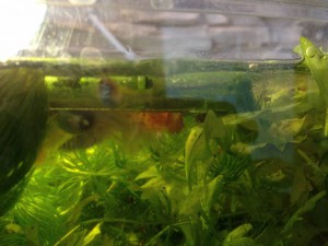 Отдам в добрые руки: рыжие гуппи и живые растения - IMG_2602[1].JPG