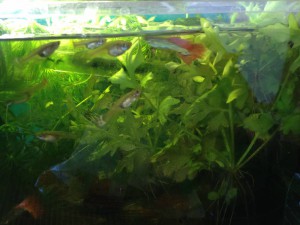 Отдам в добрые руки: рыжие гуппи и живые растения - IMG_2596[1].JPG