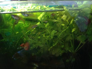 Отдам в добрые руки: рыжие гуппи и живые растения - IMG_2595[1].JPG
