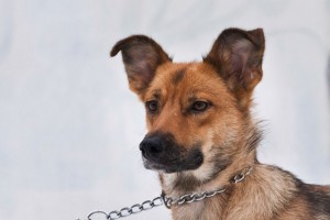 Москва и МО Умная собачка ищет любящую семью  - 1.jpg