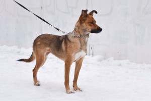 Москва и МО Умная собачка ищет любящую семью  - 5.jpg