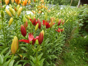 Приму в дар лилии-любые... Для сада - DSCN0174.JPG