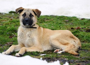 Москва, МО Ищет дом невероятный пес Рокки  - 3.jpg