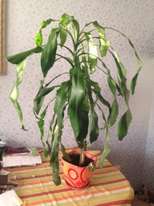 Отдам даром цветы. Фикус и кактусы забрали. Осталась большая драцена - image.jpg