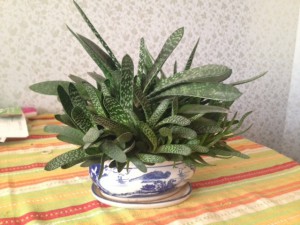 Отдам даром цветы. Фикус и кактусы забрали. Осталась большая драцена - image.jpg