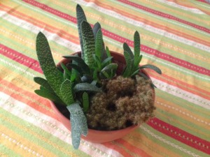 Отдам даром цветы. Фикус и кактусы забрали. Осталась большая драцена - image.jpg