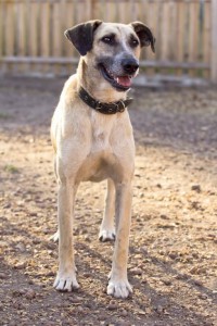 Москва и МО Рыжему срочно нужен дом  - 3.jpg