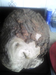 Коряжка для интерьеров. - Коряжка_2.jpg