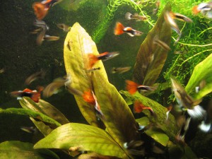 Отдам гуппи Москва  - Guppi1.jpg