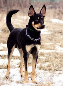 Москва и МО Ищет дом замечательный пес Рекс  - 2.jpg