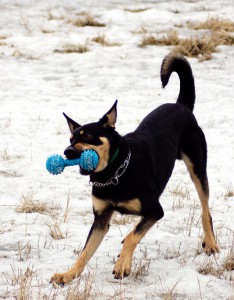 Москва и МО Ищет дом замечательный пес Рекс  - 3.jpg