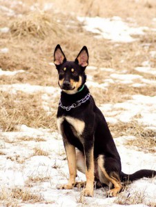 Москва и МО Ищет дом замечательный пес Рекс  - 5.jpg