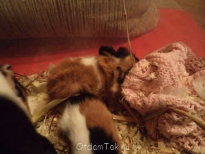 Отдам морских свинок - DSC00166.JPG