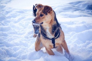 Москва МО Ищет дом и самых лучших родителей замечательная собака Жужа  - 1.jpg