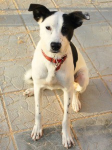 Белочка Собака, идеальная во всех отношениях В дар  - 744417_original.jpg