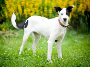 Белочка Собака, идеальная во всех отношениях В дар  - 745302_original.jpg