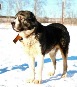 Москва и МО Взрослый кобель среднеазиатской овчарки Хамид - 2.jpg