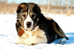 Москва и МО Взрослый кобель среднеазиатской овчарки Хамид - 3.jpg