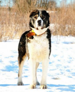Москва и МО Взрослый кобель среднеазиатской овчарки Хамид - 4.jpg