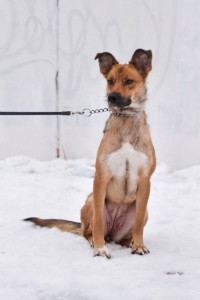 Москва и МО Умная собачка ищет любящую семью  - 2.jpg