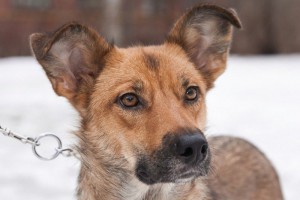 Москва и МО Умная собачка ищет любящую семью  - 3.jpg