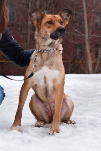 Москва и МО Умная собачка ищет любящую семью  - 4.jpg