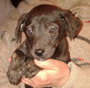 Щенки ищут дом - 1bf2b9f5067ad8b9d6ffb852ab935ac5679658ea38b84bac1901978d6dcd241c.jpg