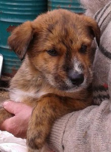 Щенки ищут дом - 51fdc974d9a966fc4624c49e05e1291a17aba919c8de3fa55f3f658d48821de2.jpg