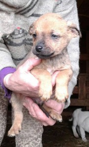 Щенки ищут дом - 64fe7165f745de32181d48b2229bc57a77caad8f9e543c2de99a301d9ca95010.jpg