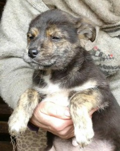 Щенки ищут дом - 73b7412fbb53b5bed9bf3998425f5c0319e8a6071831b0136075da5fe1a48eb6.jpg