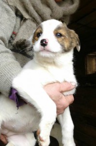 Щенки ищут дом - 75da2d22027481efe0d154fedf50ab5a97720711c9bd8ab65b6264a8b933bd4d.jpg