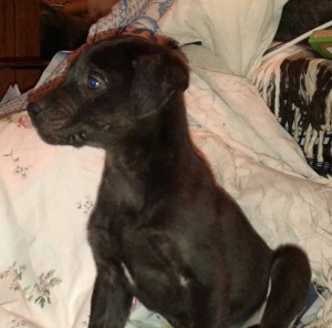 Щенки ищут дом - 895ed05caa3147d391a632d0c4729d58381eafa31c72371728a3b9f5353bc166.jpg