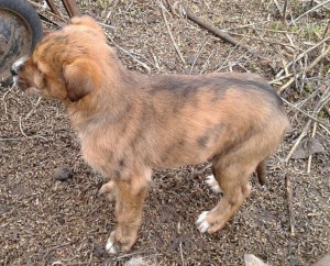 Щенки ищут дом - 228303b3c64c7666aeda91660d3d87e50f5c48efab8cc332d9bb1eebe6f7e581.jpg