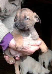 Щенки ищут дом - 488414cdaab0dd850f0df1dc4f98b908b5ebd6dc48921681f0e4248209e980ba.jpg