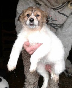 Щенки ищут дом - 705525d1e078881df00638f59c6f04e5b7344bc28e9e5d4cd9918cf5d8ff6175.jpg