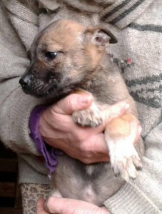 Щенки ищут дом - cf1bfd204cee2fdd28d3428c0293e26818c70bf78c910d4544807dc65f48383b.jpg