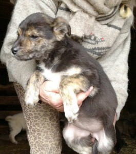 Щенки ищут дом - f4e7a54078369b6f320e74efcb817d9099199be68d0d5be951e4024985382406.jpg