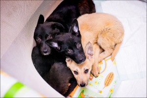 Москва и МО Ищут любящую семью очаровательные малыши 3-ех мес  - 1.jpg