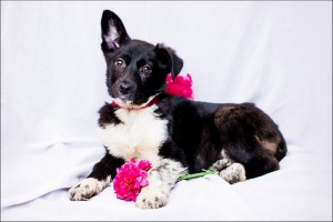 Москва и МО Ищут любящую семью очаровательные малыши 3-ех мес  - 2.jpg