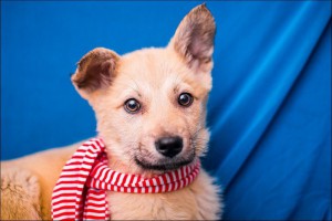 Москва и МО Ищут любящую семью очаровательные малыши 3-ех мес  - 3.jpg