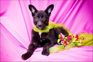 Москва и МО Ищут любящую семью очаровательные малыши 3-ех мес  - 4.jpg