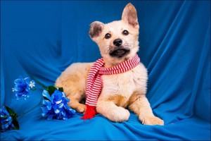 Москва и МО Ищут любящую семью очаровательные малыши 3-ех мес  - 5.jpg