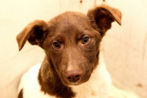 Москва и МО Кофейный щенок Капучино в поисках дома  - 1.jpg